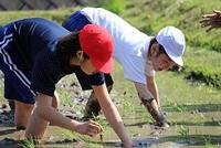 30田植え-2
