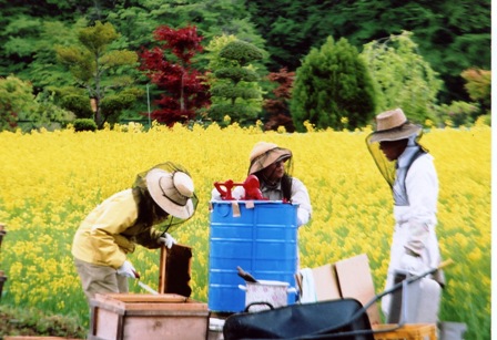 養蜂業者と協力して菜の花畑に巣箱を設置しています