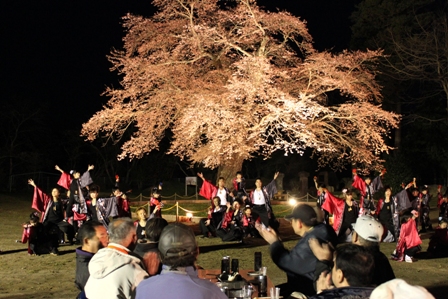 ライトアップされた一本桜の下で催しが繰り広げられた夜桜見楽会