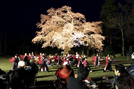 桜の巨木を活かした活性化事業(室根町)