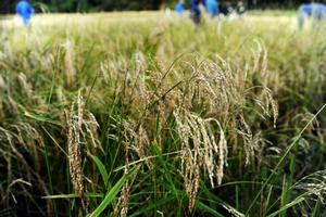無農薬栽培された酒米の「亀の尾」。通常の稲より黒っぽいのが特徴