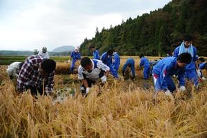 国学院大の学生、本寺小の児童、厳美中の生徒と地元農家ら約40人が参加。まさに地域を挙げての収穫となった