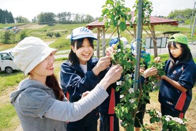 菅原さんのリンゴ園で摘花作業する生徒たち
