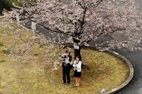 市役所本庁前の桜が開花