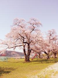 大正10年ころに植えられたといわれる桜の木は薄衣小のシンボル的存在 