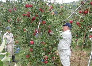 りんご園で収穫体験する市長
