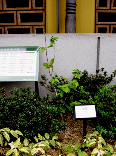 豊島区役所前の「交流都市の杜」には市の木ぶなが植えられています