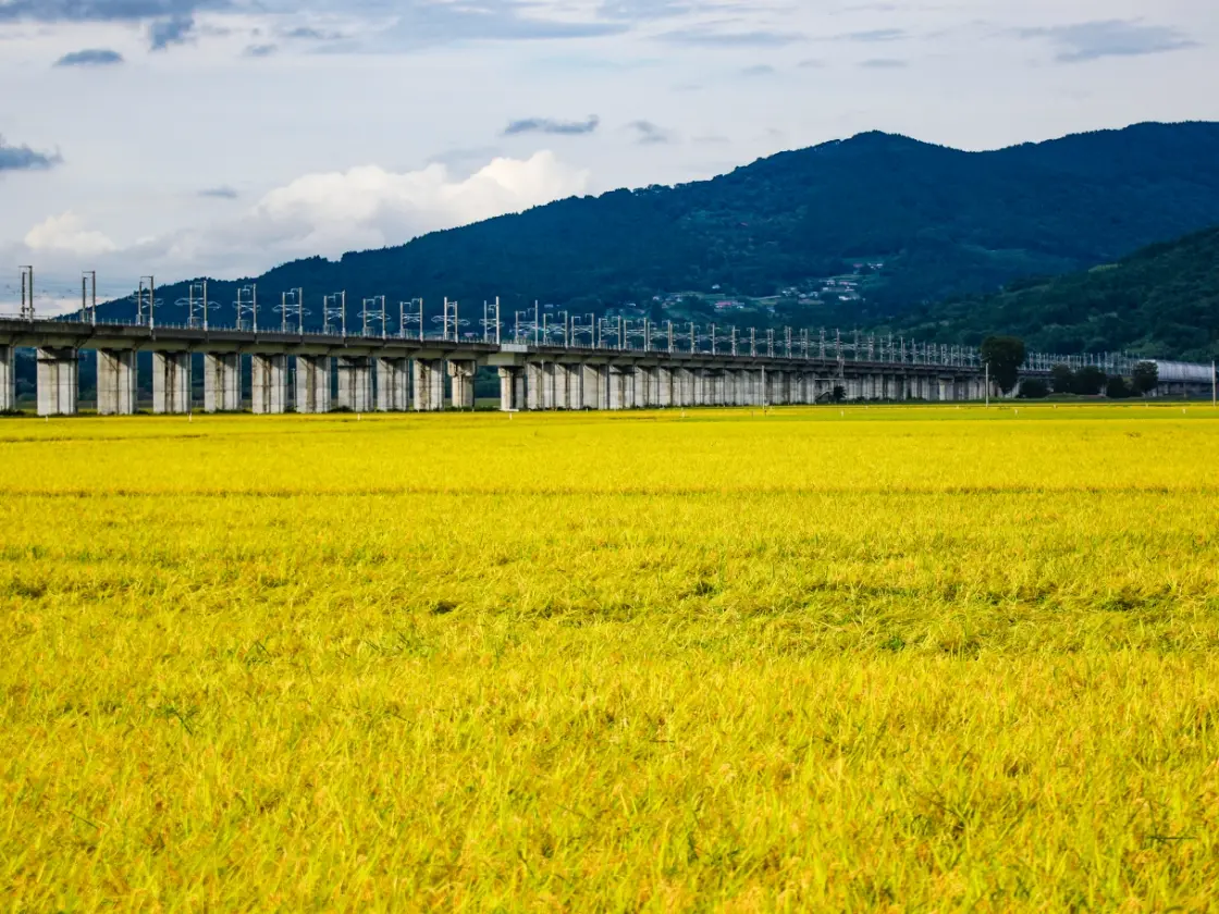 遊水地、稲 写真