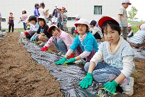 「大きいサツマイモになってね」と苗を植える児童