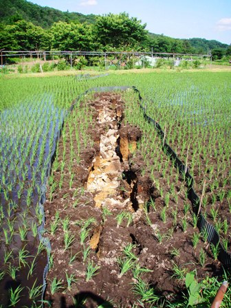 大きな亀裂が入った水田