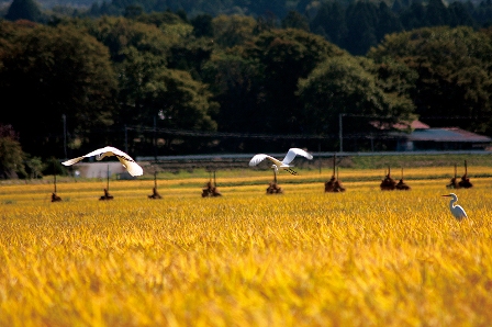 花泉の田園風景