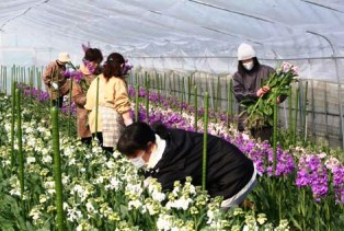 ちょうどいい時期に開花させるにはハウスの温度管理や換気が大切。出荷を迎えたストックを収穫するメンバー