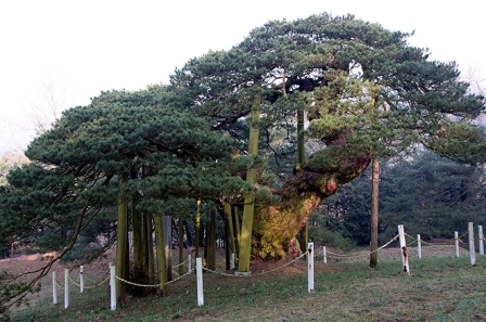 薄衣の笠松　（川崎町薄衣）