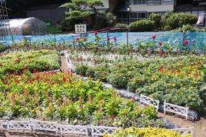 一般花壇部門　教育長賞