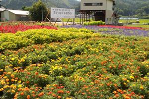 大規模花壇部門　奨励賞
