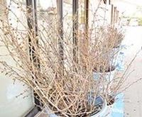 配布イメージ