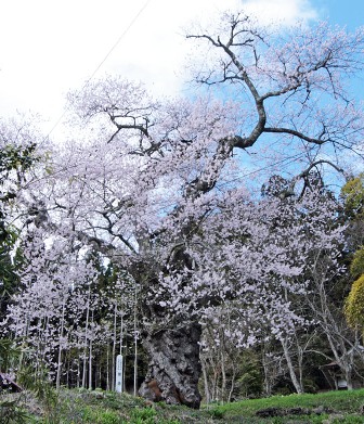 種蒔桜