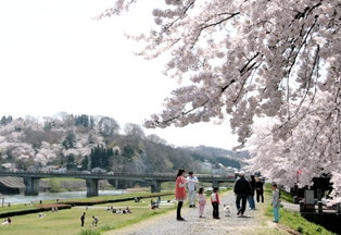 見ごろを迎えた桜を眺めながら磐井川堤防を散歩する人々
