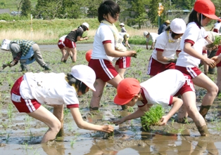 線引きした水田に上手に苗を植えた児童