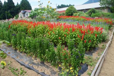 高橋　せつ子さんの花壇