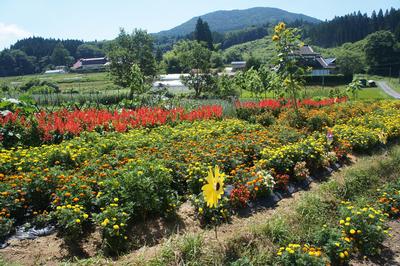 三浦　イク子さんの花壇