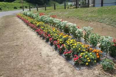 小山　勝三さんの花壇