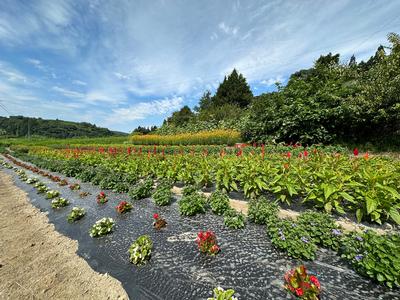 皆川　チヨミさんの花壇