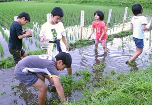 はだしで田んぼに入り、生き物を探す子どもたち