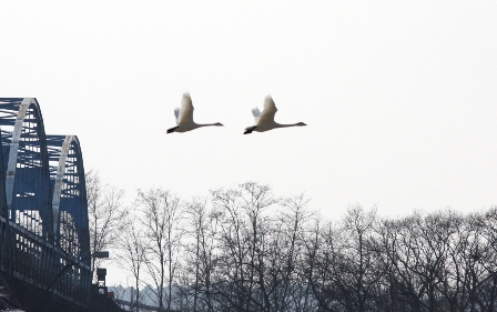 一関遊水地内の白鳥