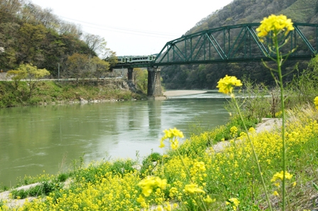 北上川の美しい菜の花