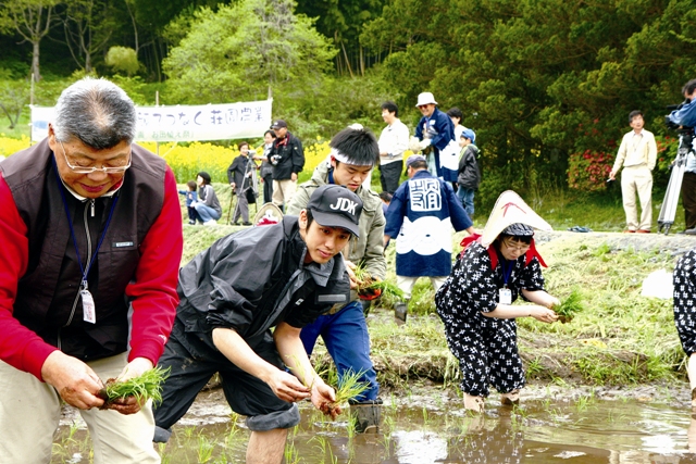 昔ながらの手植えの作業を行う参加者たち