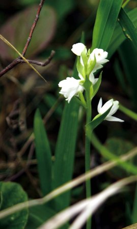 オノエランも美しく咲き、登山者の疲れを癒します