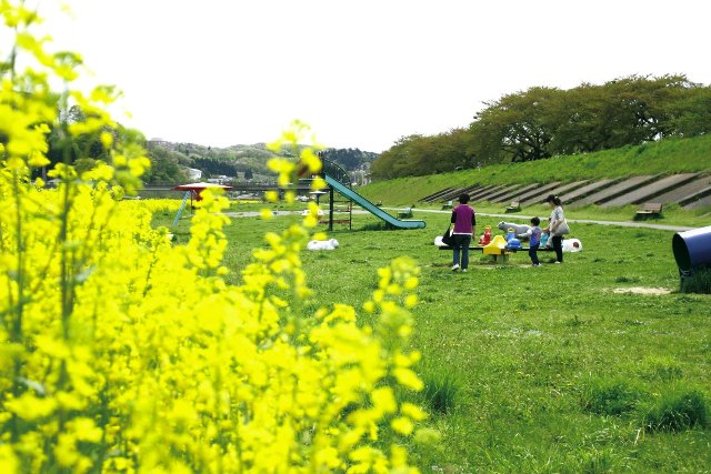 タイトル写真（菜の花）