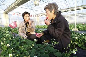 川崎町の観光イチゴ園「もぐもぐ」でイチゴ狩りを体験