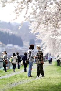 咲き誇る釣山のサクラを望む花見客