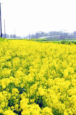 一関遊水地内の菜の花