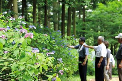 見ごろを迎えるアジサイの花