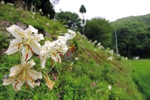 集落には山ユリの群生地も。訪れる人を歓迎しています