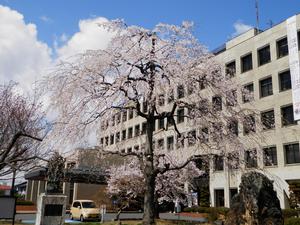 三春滝桜