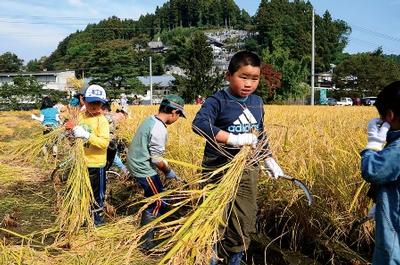 藤沢・徳田地区で稲刈り