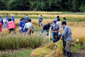 稲は一株ずつ鎌で刈った。明治時代と同じ手法だ