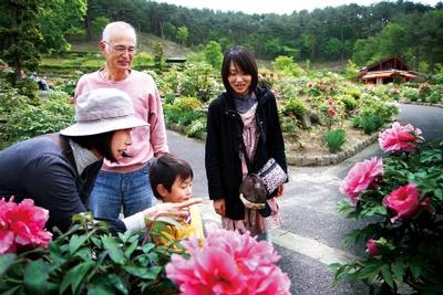 花泉・花と泉の公園のボタンが見ごろを迎える