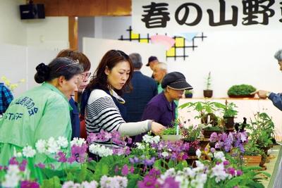 室根ふるさとセンターで「春の山野草展」