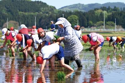 藤沢・黄海小学校で恒例の田植え