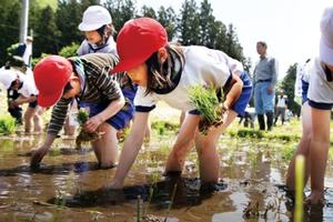 骨寺村荘園お田植体験交流会で田植えをする本寺小児童