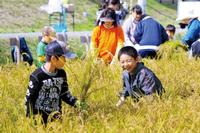 大東町大原の有機農業推進事業「田んぼの学校」の稲刈り