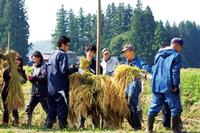 國學院大の学生と地元住民らは小区画水田で酒米など収穫