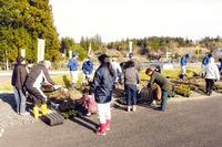 千厩高生と入居者が一緒に行った花苗の植付作業