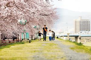 磐井川堤防の桜