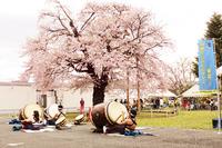 むろね一本桜鑑賞会